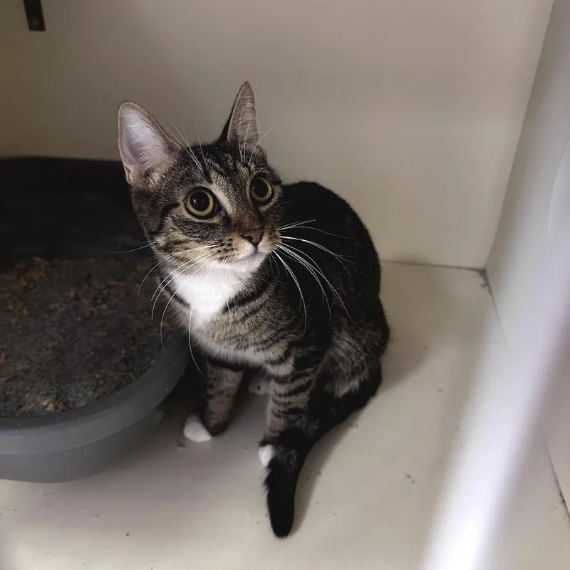 An adult small-sized female Brown / Chocolate Domestic Short Hair cat named Kira for adoption in Las Vegas, NV
