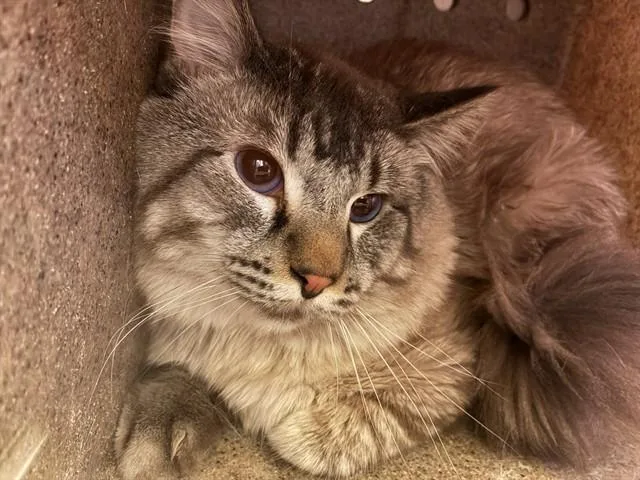 A young medium-sized male Siamese cat named Waldo for adoption in Rancho Cucamonga, CA