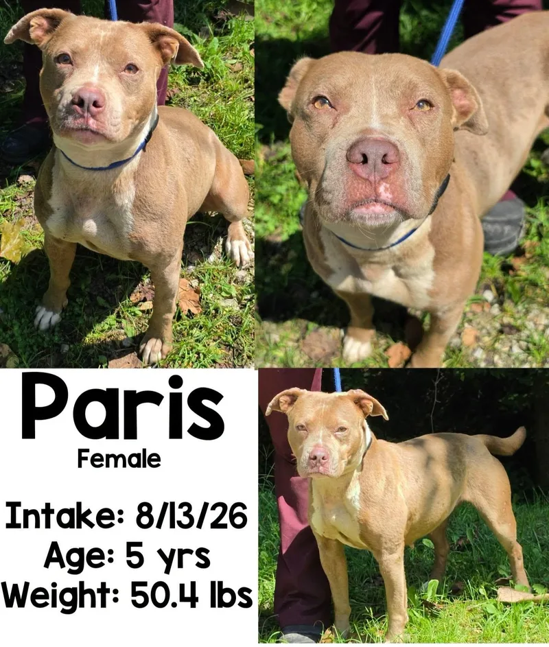 An adult medium-sized female Pit Bull Terrier dog named Paris for adoption in Staffordsville, KY
