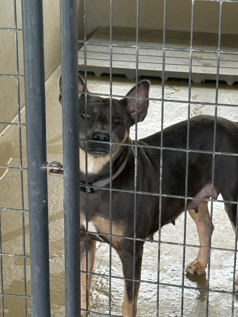 An adult medium-sized female Gray / Blue / Silver Doberman Pinscher dog named Lauren for adoption in Sparta, NC