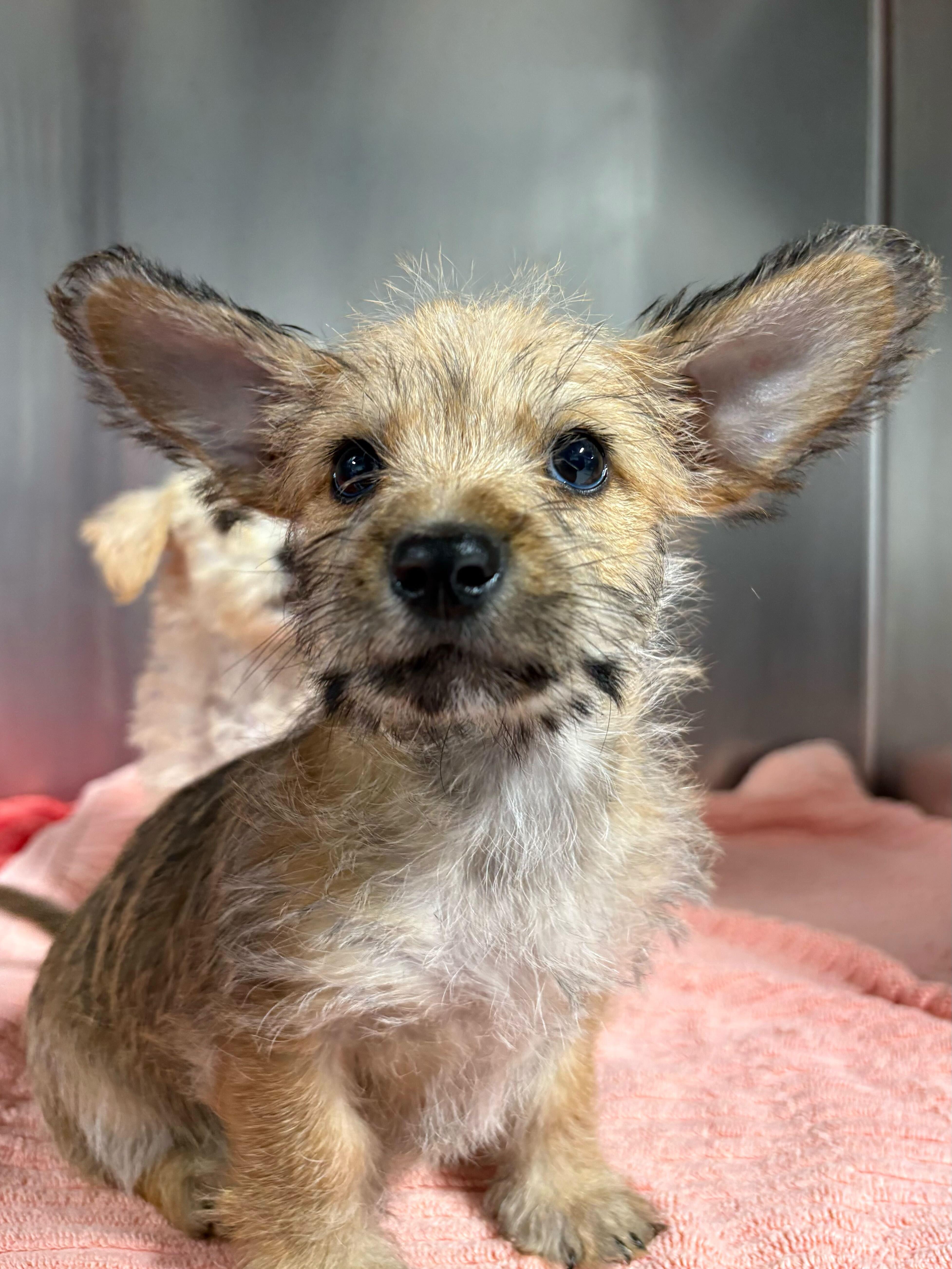 A young small-sized female Terrier dog named Cocoa for adoption in Portland, ME