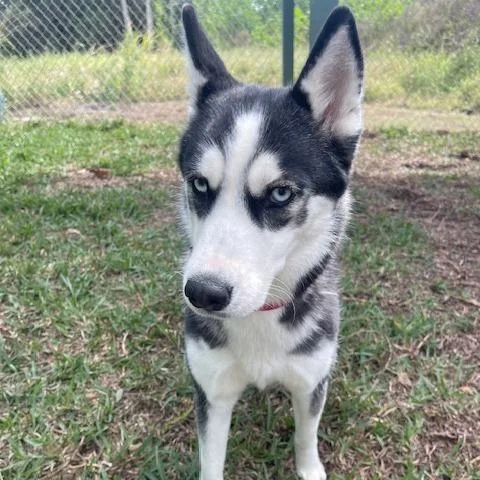 An adult medium-sized female White / Cream Husky dog named Riley for adoption in Indiantown, FL