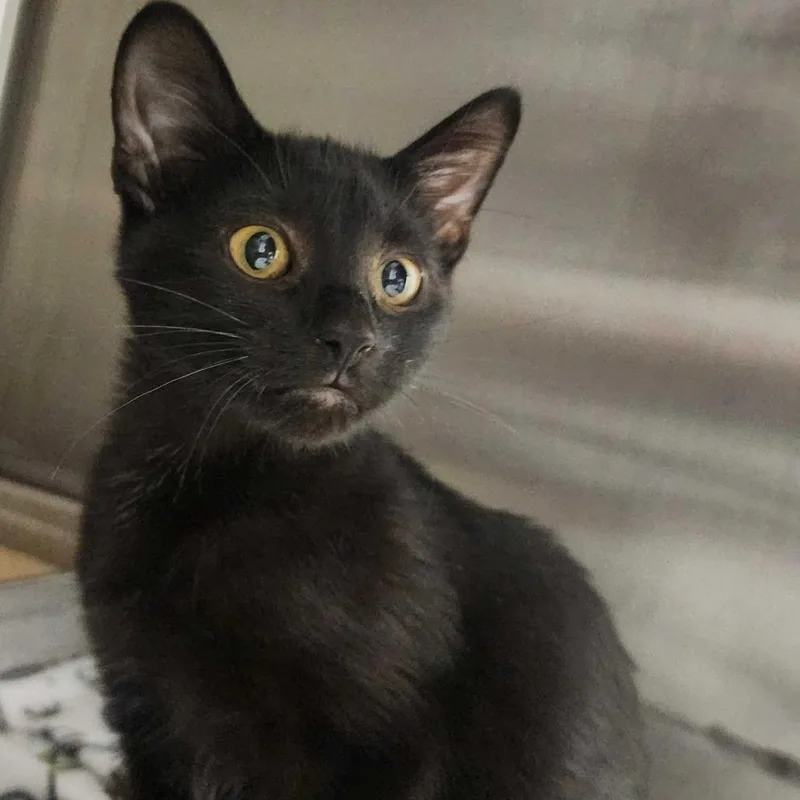 A baby small-sized male Black Domestic Short Hair cat named Get Me A McGriddle for adoption in Davenport, IA