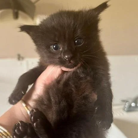 A baby small-sized male Black Domestic Medium Hair cat named Verne for adoption in Mooresville, NC