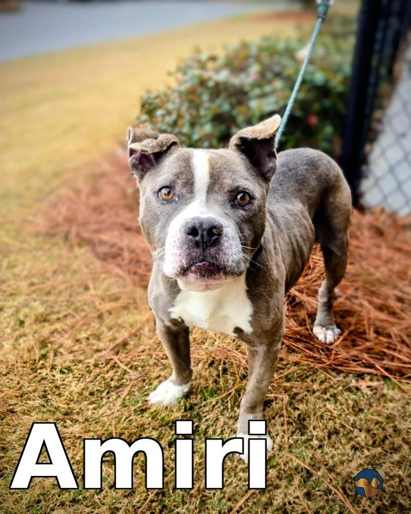 Amiri thumbnail 3