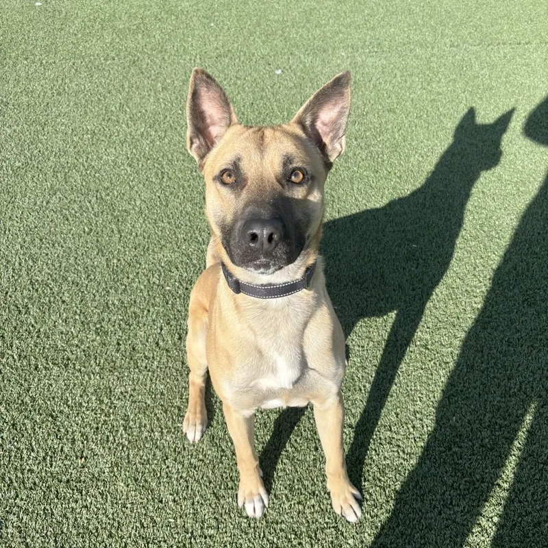 Buddy Boy thumbnail 3