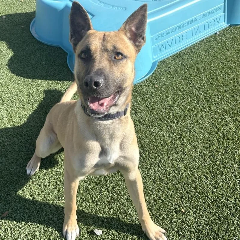 Buddy Boy thumbnail 5