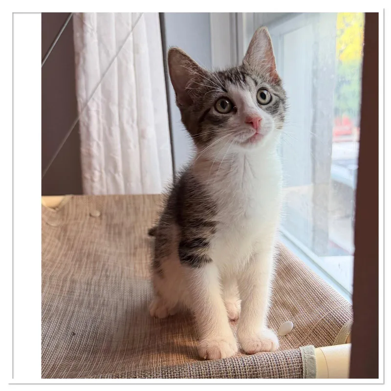 A baby medium-sized female Gray & White Domestic Short Hair cat named Limoncella for adoption in Brooklyn, NY