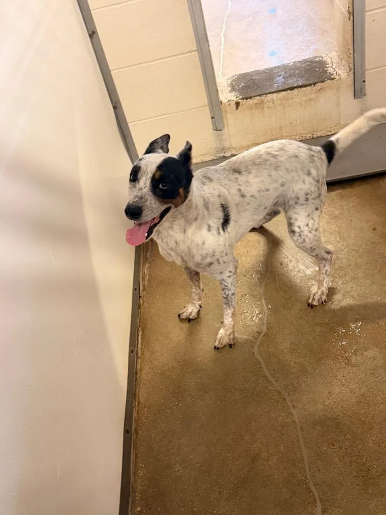 An adult medium-sized female Australian Cattle Dog / Blue Heeler dog named Shiny for adoption in Belton, TX