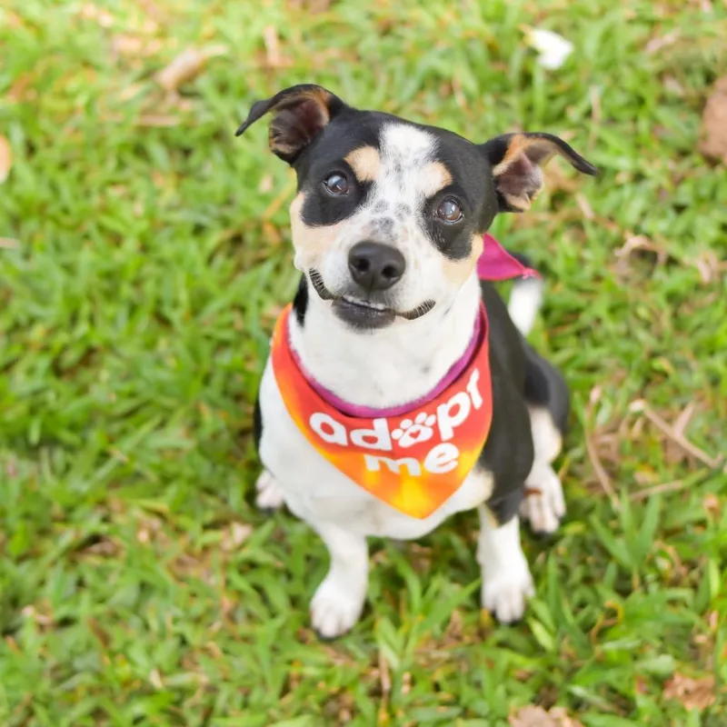 An adult medium-sized male White / Cream Mixed Breed dog named Dodger for adoption in Kailua Kona, HI