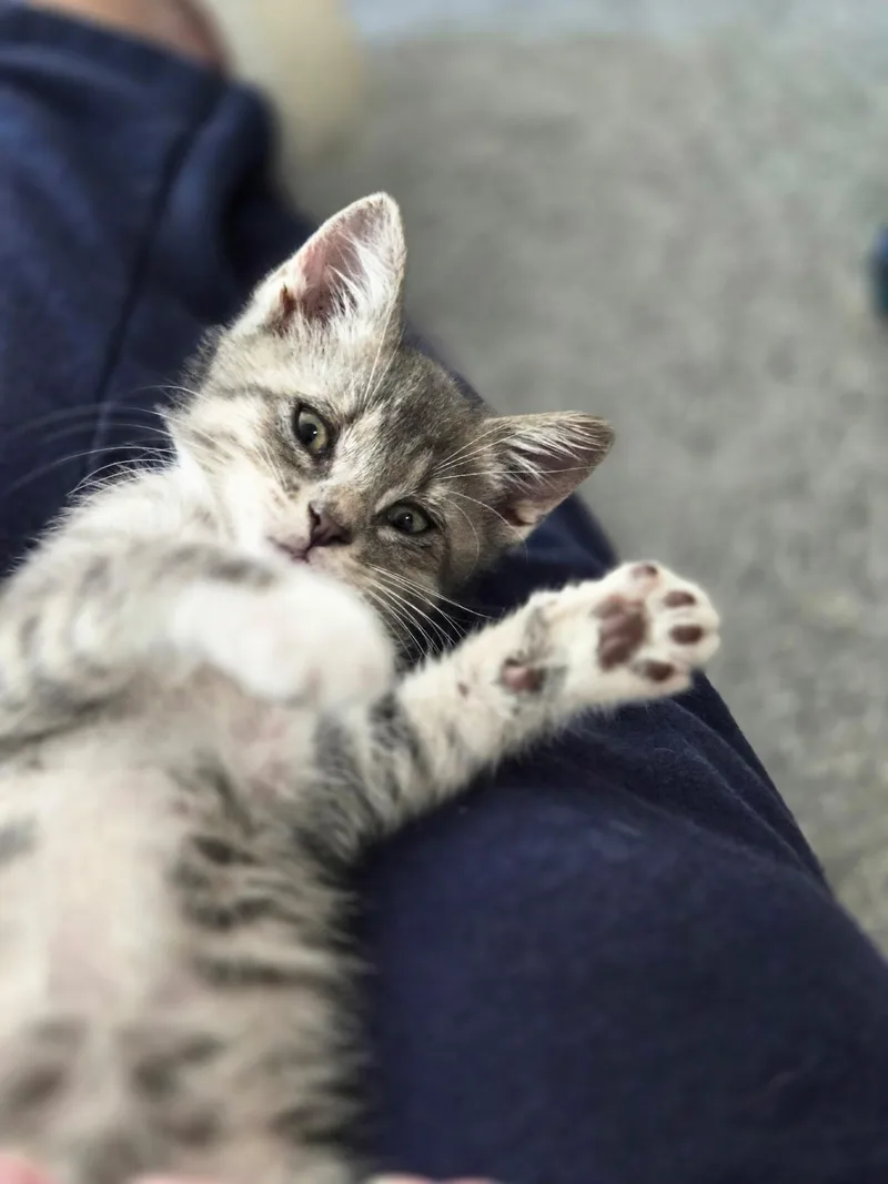 A baby small-sized male Domestic Short Hair cat named Juniper for adoption in Mexico, MO