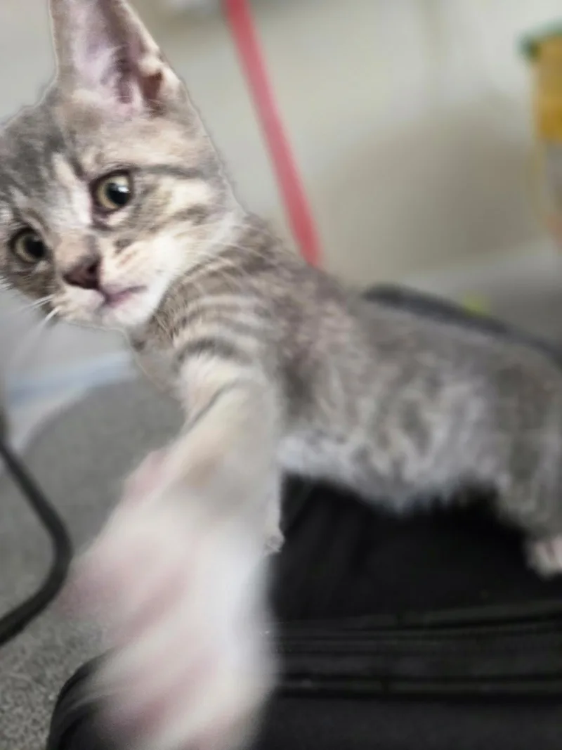 Juniper thumbnail 2