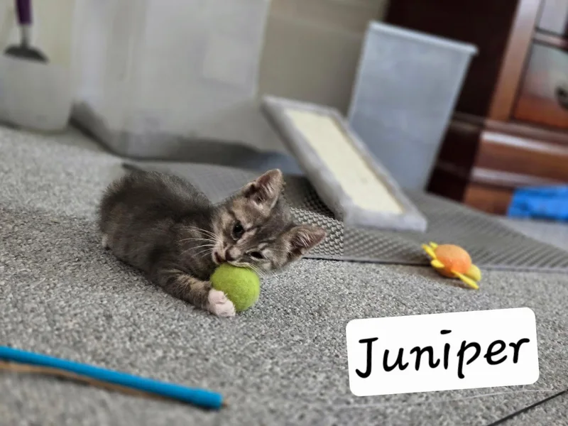 Juniper thumbnail 4