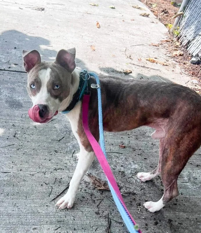 A young large-sized male Gray / Blue / Silver Mixed Breed dog named Jonuel for adoption in Cincinnati, OH