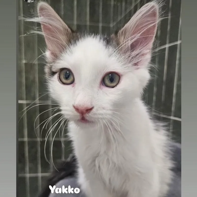 A baby small-sized male Gray & White Domestic Long Hair cat named Yakko for adoption in Santa Ana, CA