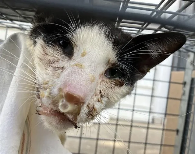 A young medium-sized male Domestic Short Hair cat named David for adoption in Dallas, TX