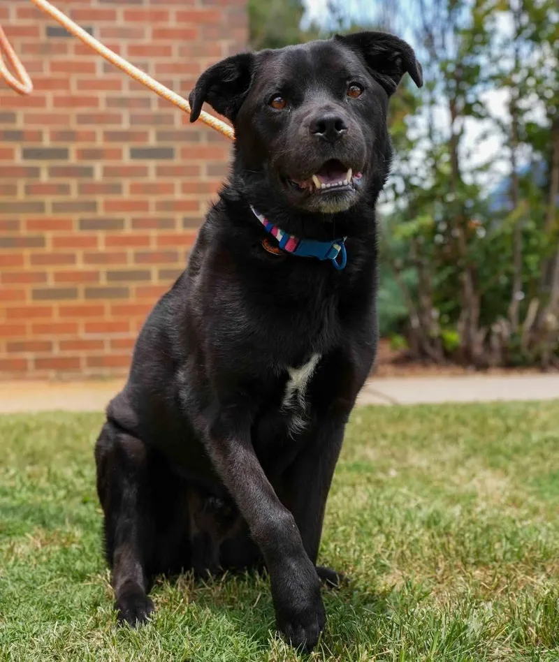 An adult medium-sized male Labrador Retriever dog named Milo for adoption in Stillwater, OK