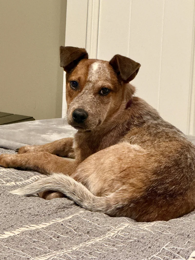 Banjo