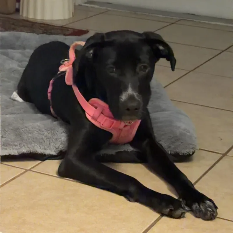 Coco thumbnail 3