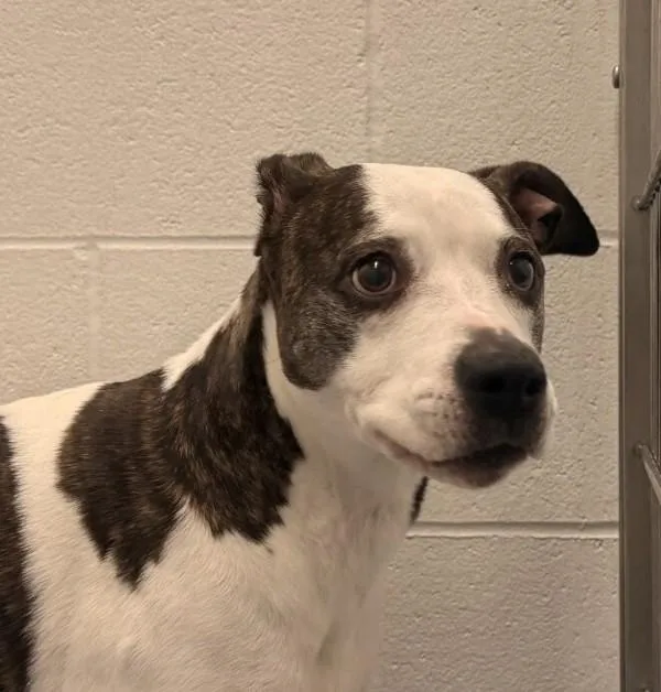 An adult medium-sized female Whippet dog named Nella for adoption in Golden, CO