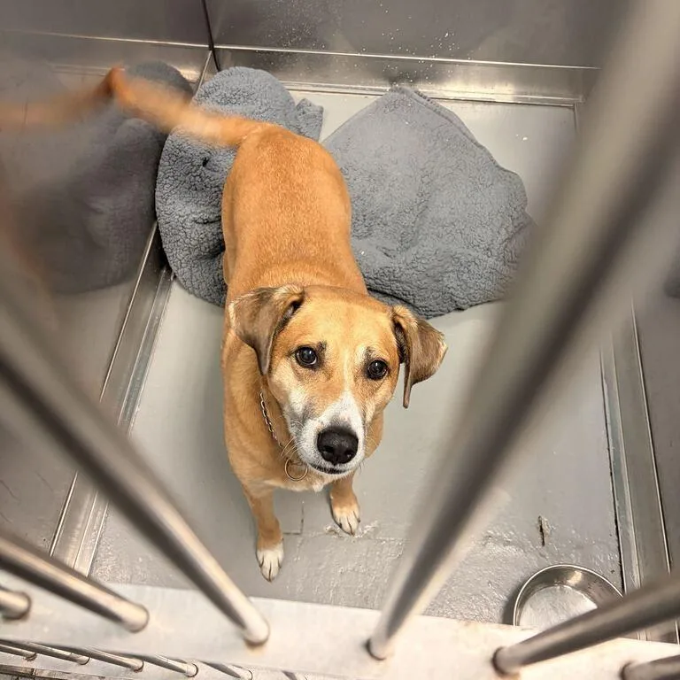 An adult small-sized male Yellow / Tan / Blond / Fawn Mixed Breed dog named Oden for adoption in Davenport, IA