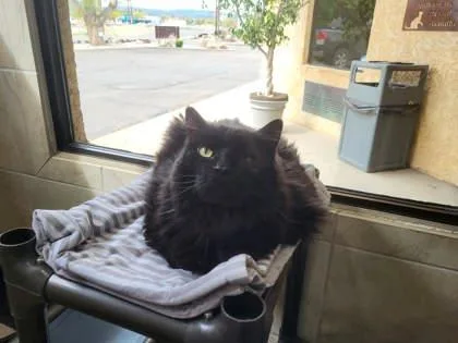 An adult large-sized male Black Domestic Long Hair cat named Max for adoption in Canon City, CO