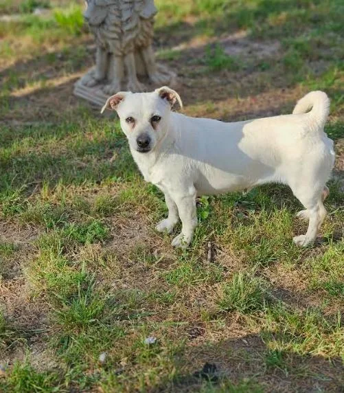 Puppy Love In La thumbnail 2