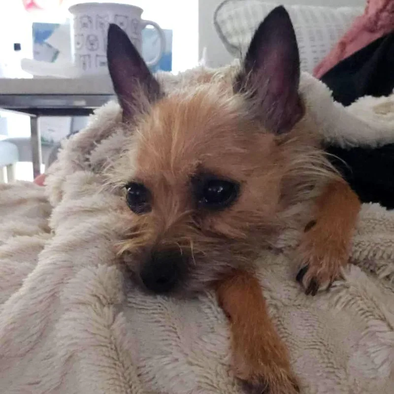 Bella Dior thumbnail 6