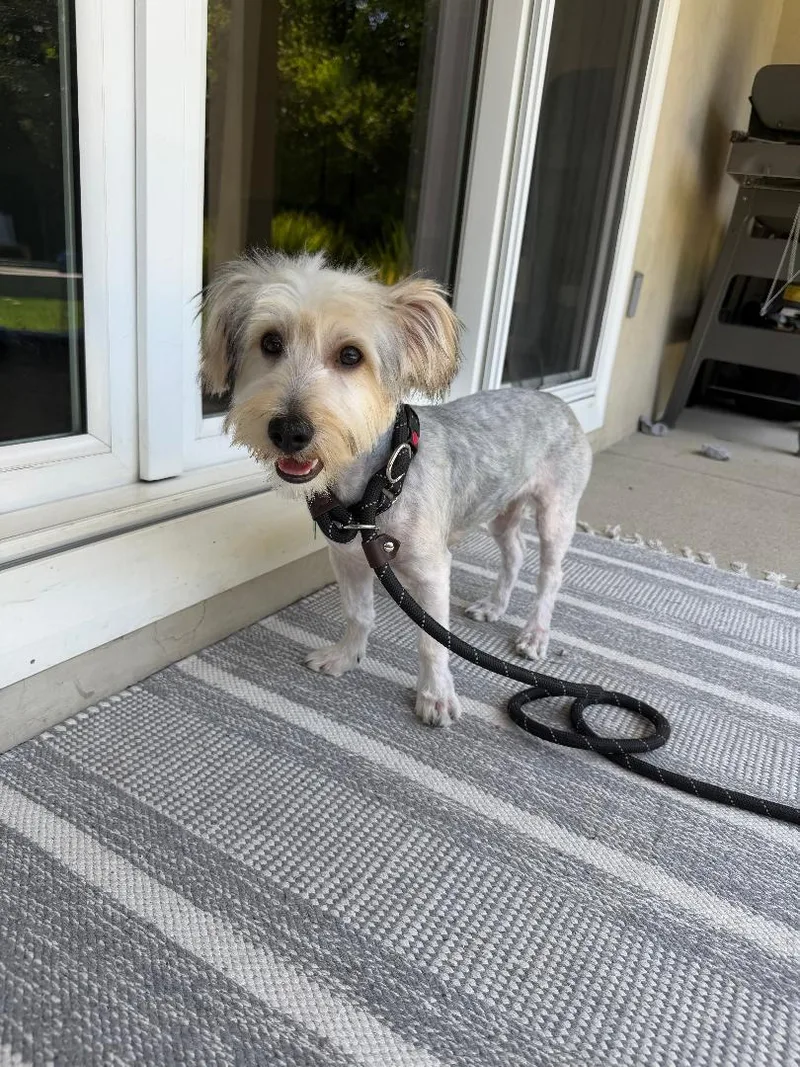 A young small-sized male Terrier dog named Kirby for adoption in Los Angeles, CA