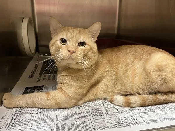 An adult small-sized male Domestic Short Hair cat named Patrick Esquire The Third for adoption in Virginia Beach, VA