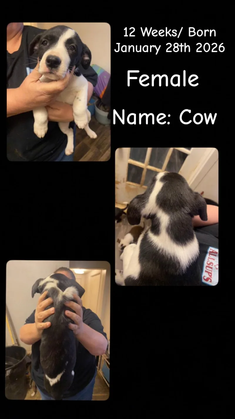 Lolp Cow