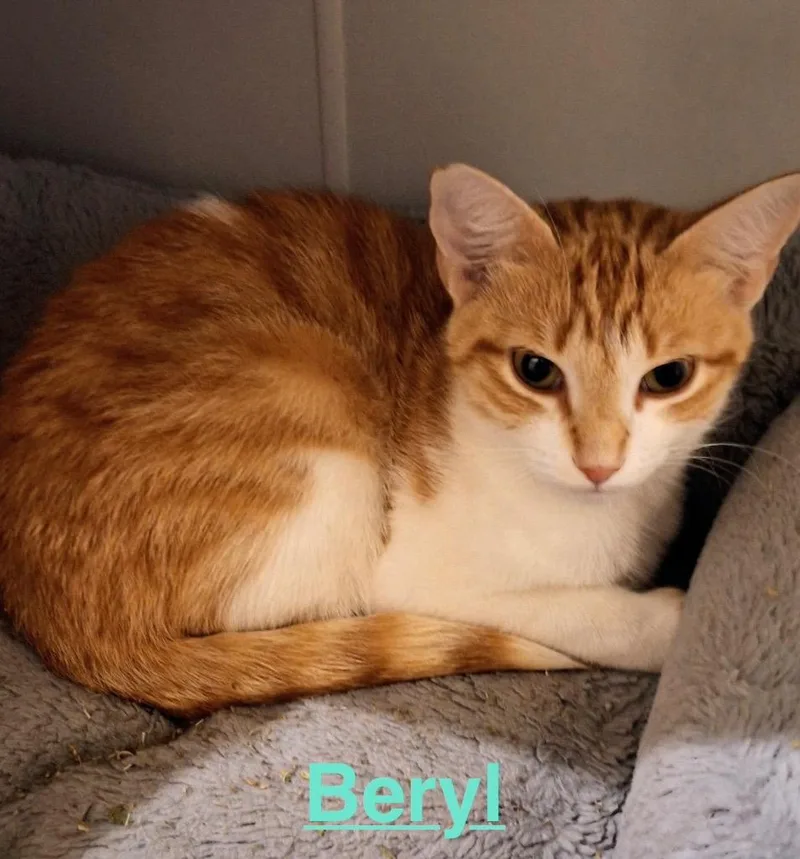 A baby small-sized female Tabby cat named Beryl for adoption in Brookhaven, MS