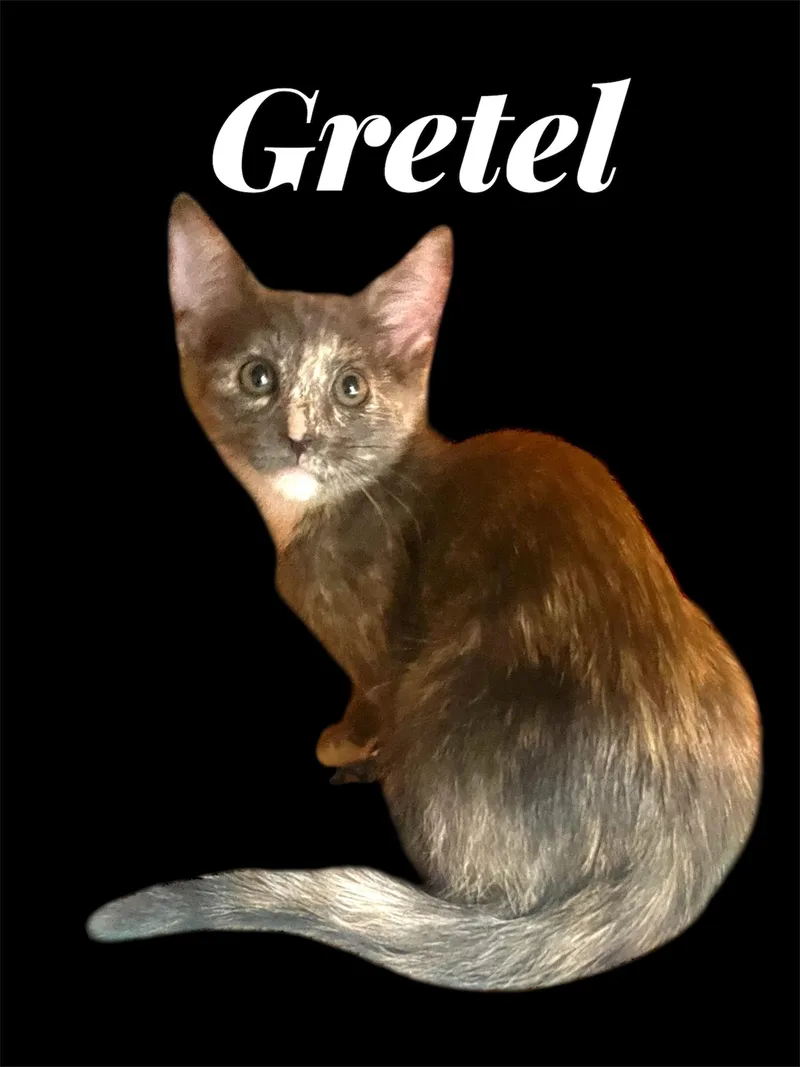A baby small-sized female Dilute Tortoiseshell Domestic Short Hair cat named Gretel for adoption in Auburn, CA