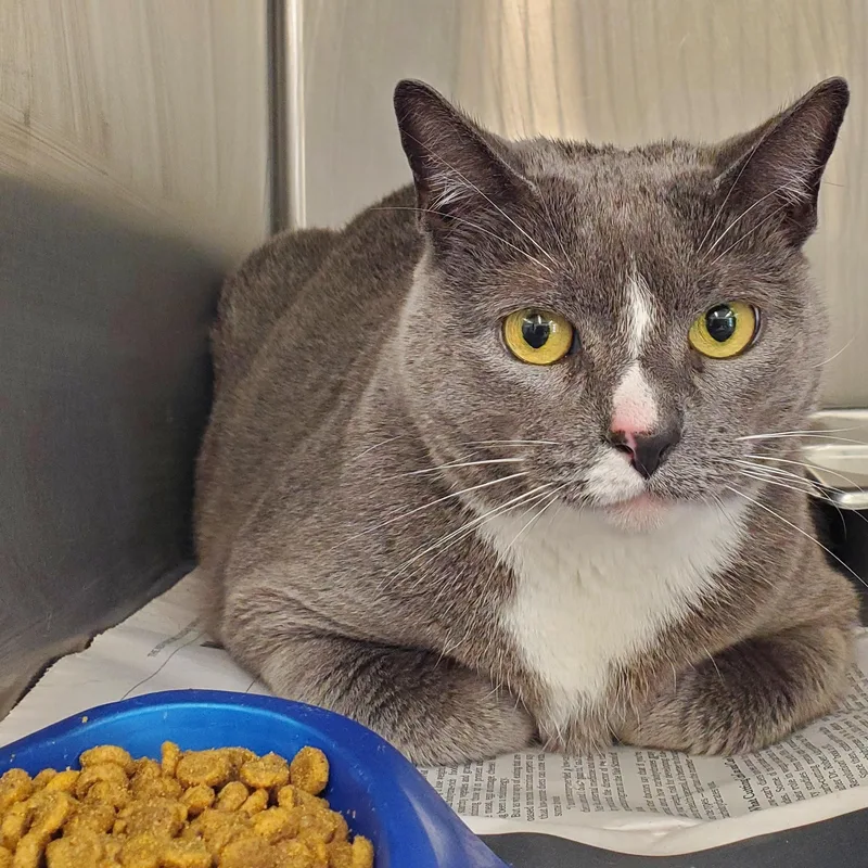 A young large-sized female Gray & White Domestic Short Hair cat named Mittens for adoption in Jersey city, NJ