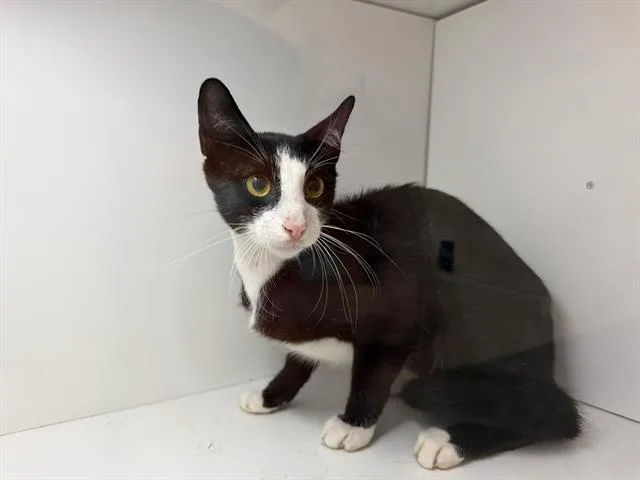 A young medium-sized male Domestic Short Hair cat named Cosmo for adoption in Winter Haven, FL