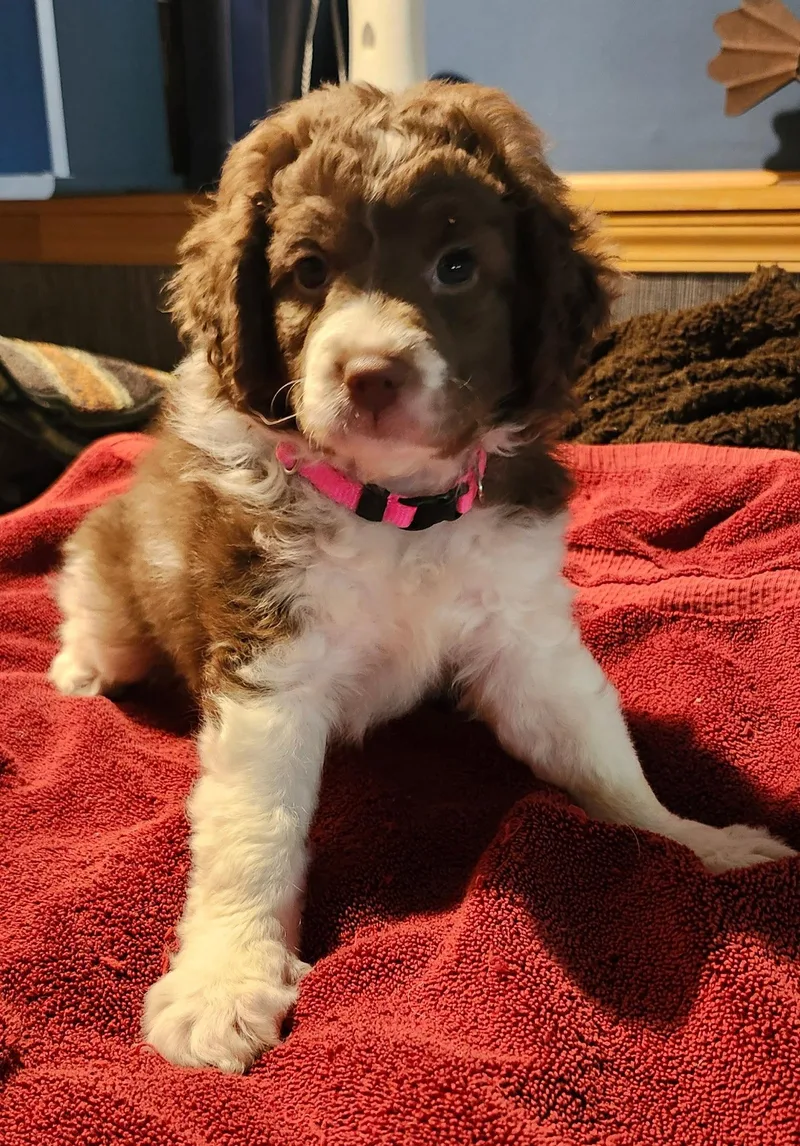 A baby medium-sized female Poodle dog named Sugarsnap Ca for adoption in Hillside, IL