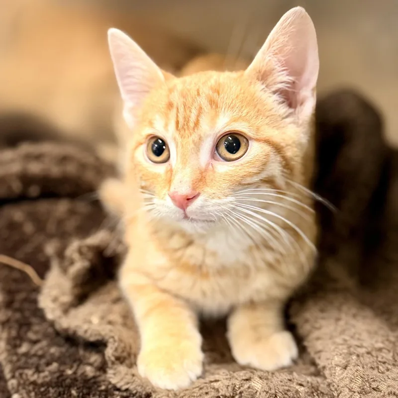 A baby medium-sized male Orange / Red Domestic Short Hair cat named Fox for adoption in Jackson, NJ