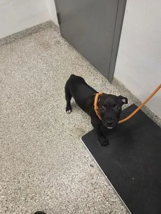 A baby small-sized male Terrier dog named Burger for adoption in Gastonia, NC