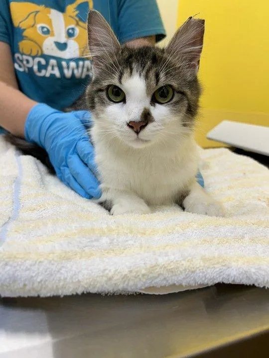 A young small-sized female Tabby (Brown / Chocolate) Domestic Short Hair cat named Sweetie for adoption in Raleigh, NC