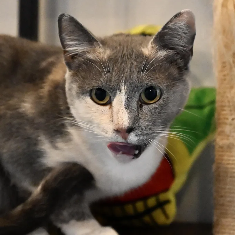 An adult medium-sized female Calico cat named Gemma Stone for adoption in Liverpool, TX