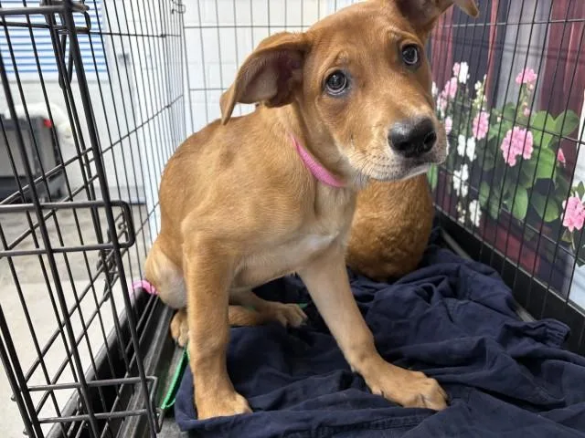A baby small-sized female German Shepherd Dog dog named June for adoption in San Bernardino, CA