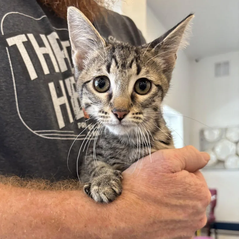 A baby medium-sized male Tabby cat named Meatball for adoption in MONTGOMERY, TX