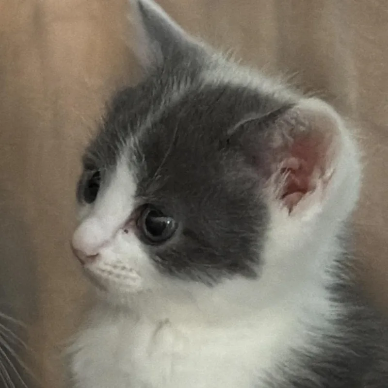 A baby small-sized female White Domestic Short Hair cat named Piggy for adoption in Clearwater, FL
