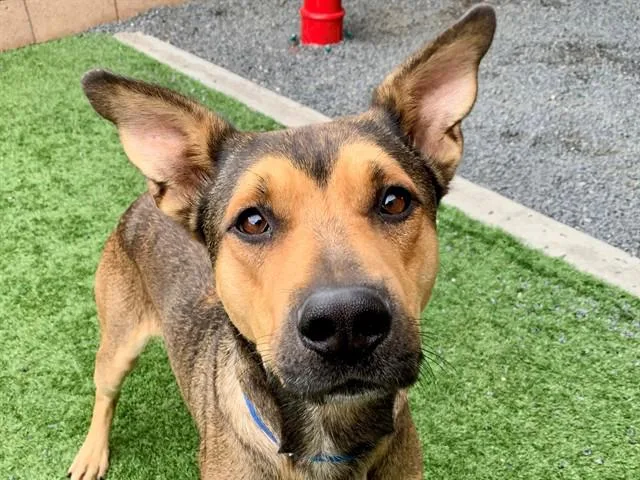 An adult large-sized male Brown / Chocolate Shepherd dog named SAVE ME PLEASE Manford for adoption in San Marcos, CA