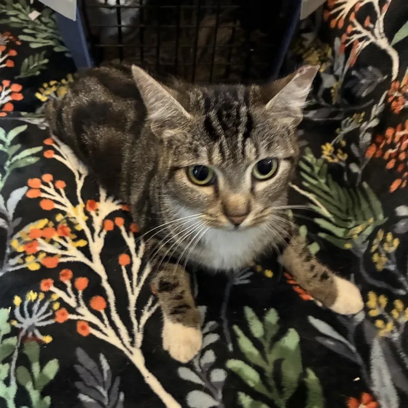 A young small-sized female Brown / Chocolate Domestic Short Hair cat named Jillian  Marsh for adoption in Woodbridge, VA