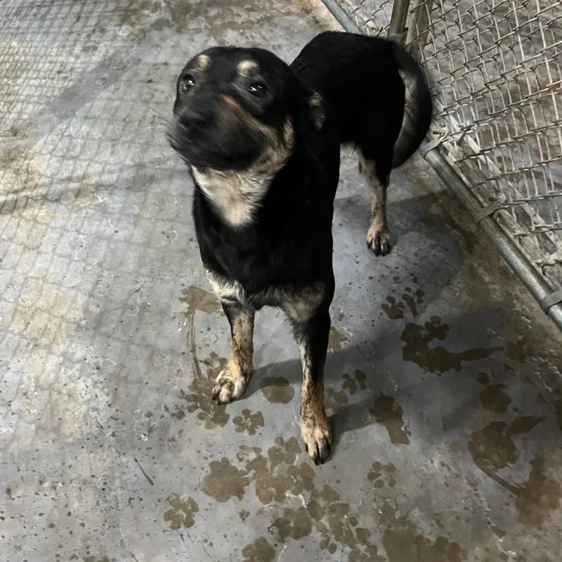 A young medium-sized male Black German Pinscher dog named Bandit for adoption in Lakeland, FL