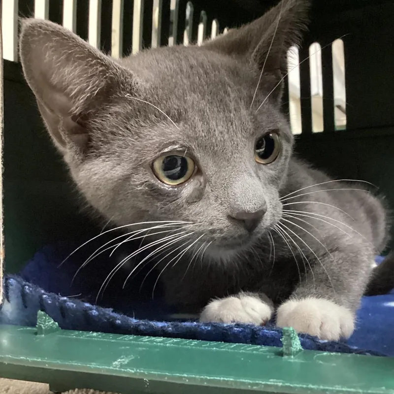 A baby small-sized male Gray / Blue / Silver Domestic Short Hair cat named Lofi for adoption in Lakeland, FL