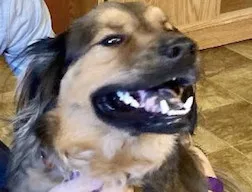 An adult medium-sized male Anatolian Shepherd dog named Bear for adoption in Shreveport, LA