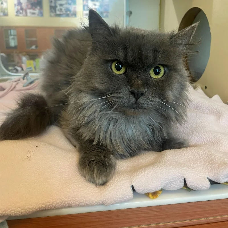 An adult medium-sized female Gray / Blue / Silver Domestic Medium Hair cat named Arlo for adoption in Rochester, MN