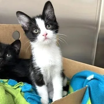 A baby small-sized female Black Domestic Short Hair cat named Ladybug for adoption in Novelty, OH